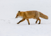 japan-february-2015__27_.jpg