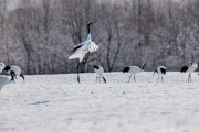 japan-february-2015__32_.jpg