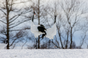 japan-february-2015__36_.jpg