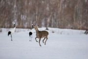 japan-february-2015__54_.jpg