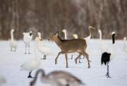 japan-february-2015__56_.jpg