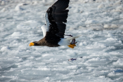 japan-february-2015__65_.jpg